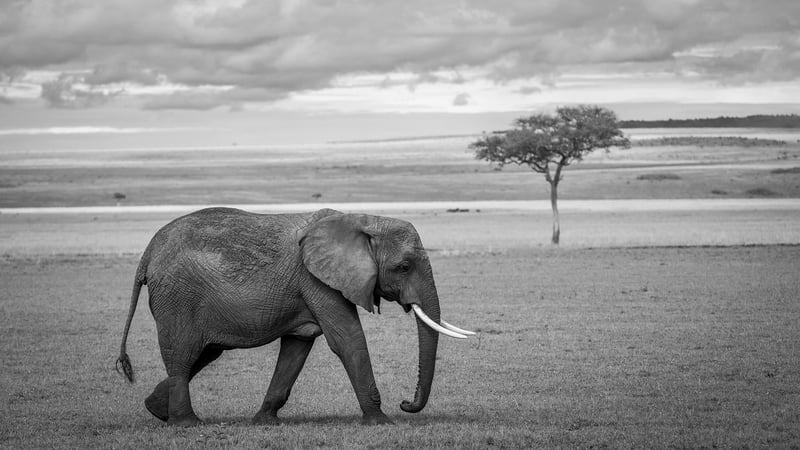 Maasai Mara National Reserve, Kenya