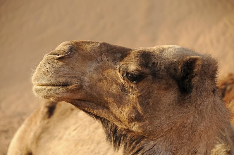 Morocco Cultural Immersion