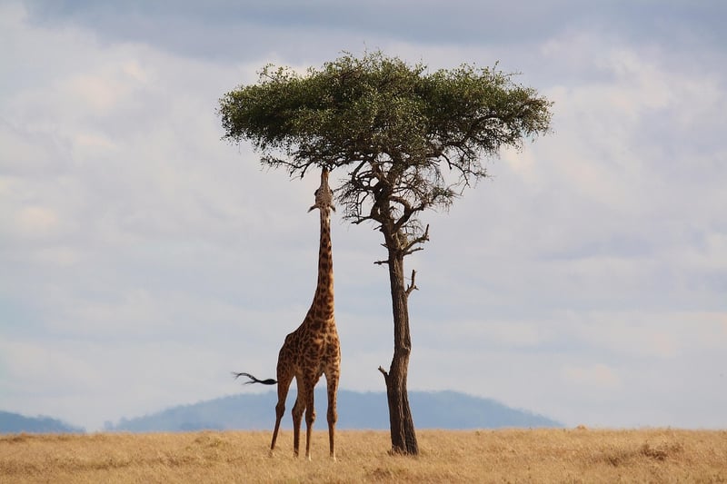 Serengeti National Park, Tanzania